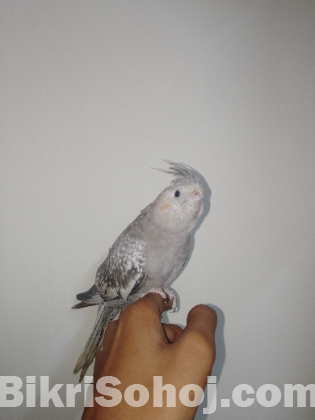 Flying tame cockatiel